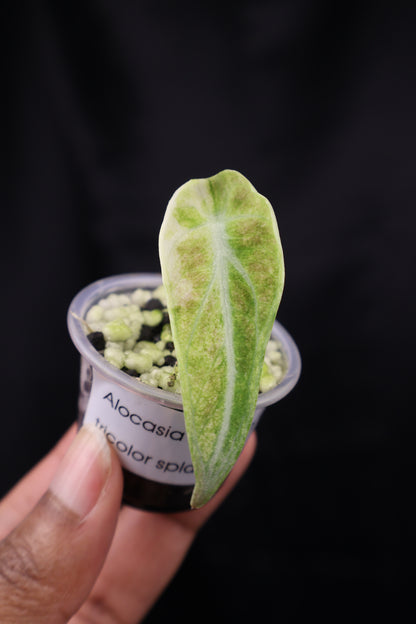 Alocasia reginula 'Ninja' tricolor splash (m02-C)