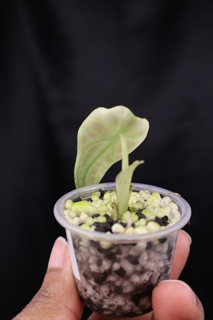 Alocasia reginula 'Ninja' tricolor splash (m02-C)