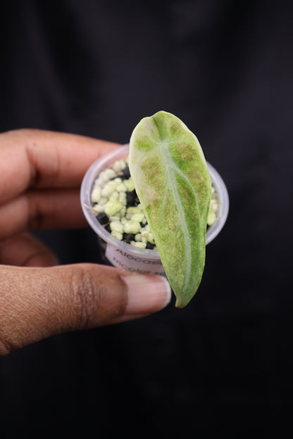 Alocasia reginula 'Ninja' tricolor splash (m02-C)