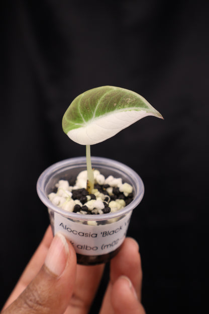 Alocasia Black Velvet pink albo (m02-A)