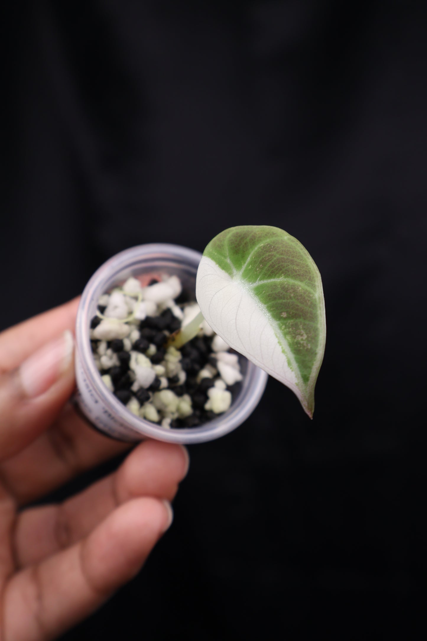 Alocasia Black Velvet pink albo (m02-A)