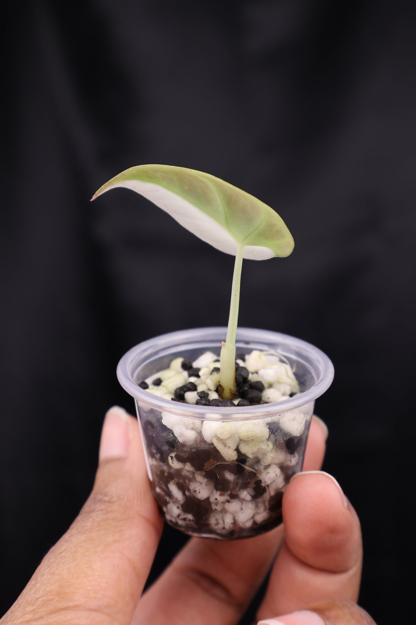 Alocasia Black Velvet pink albo (m02-A)