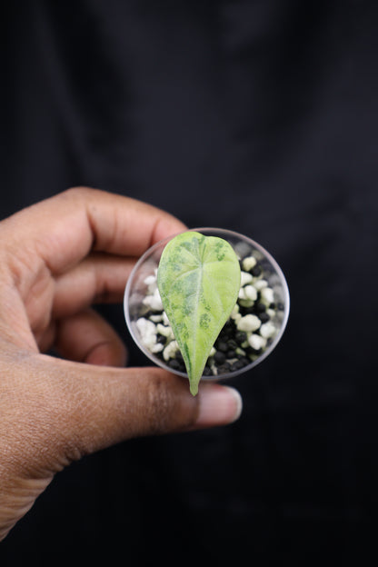 Alocasia Maharani gold (m02-A)