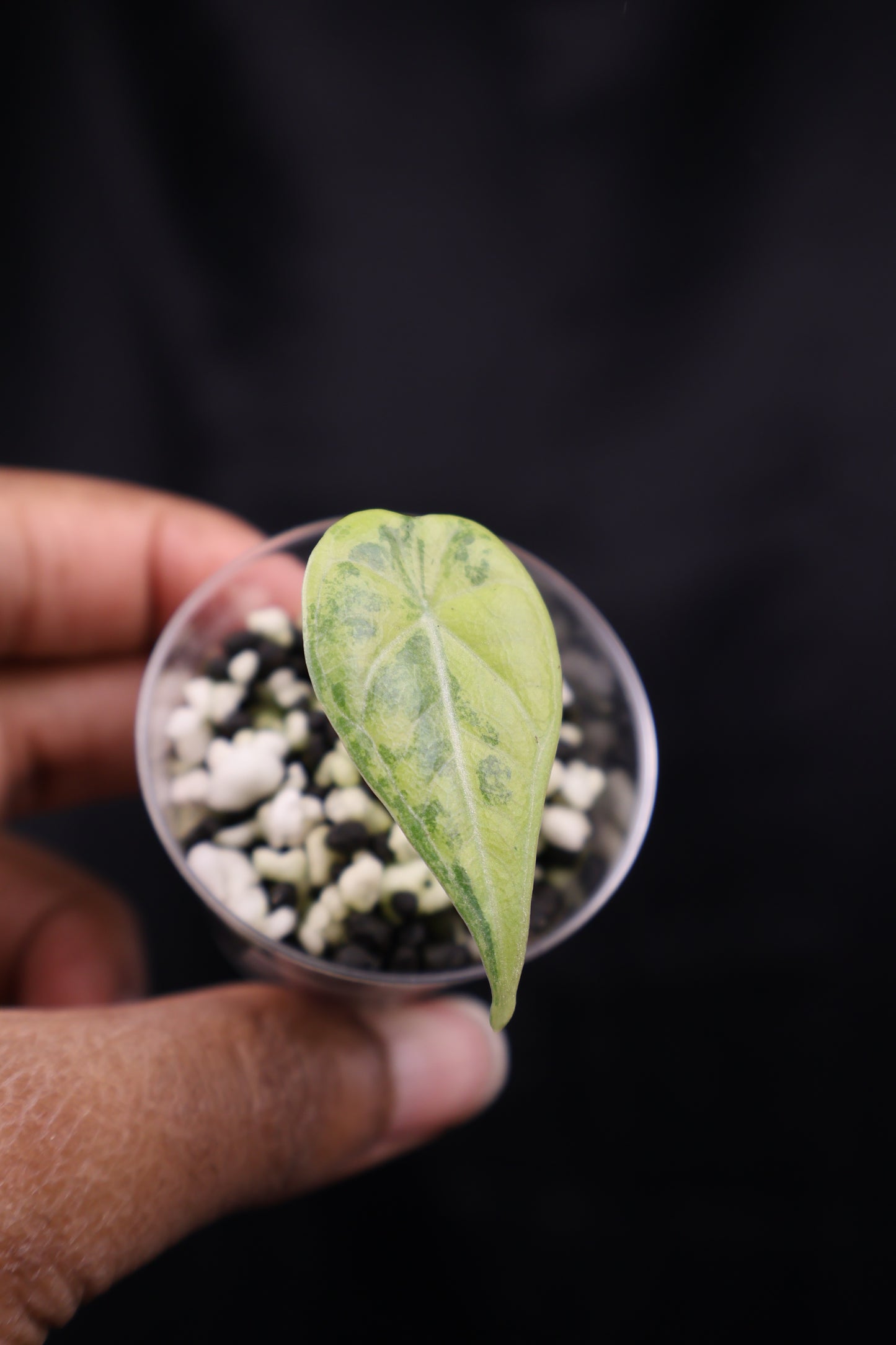 Alocasia Maharani gold (m02-A)