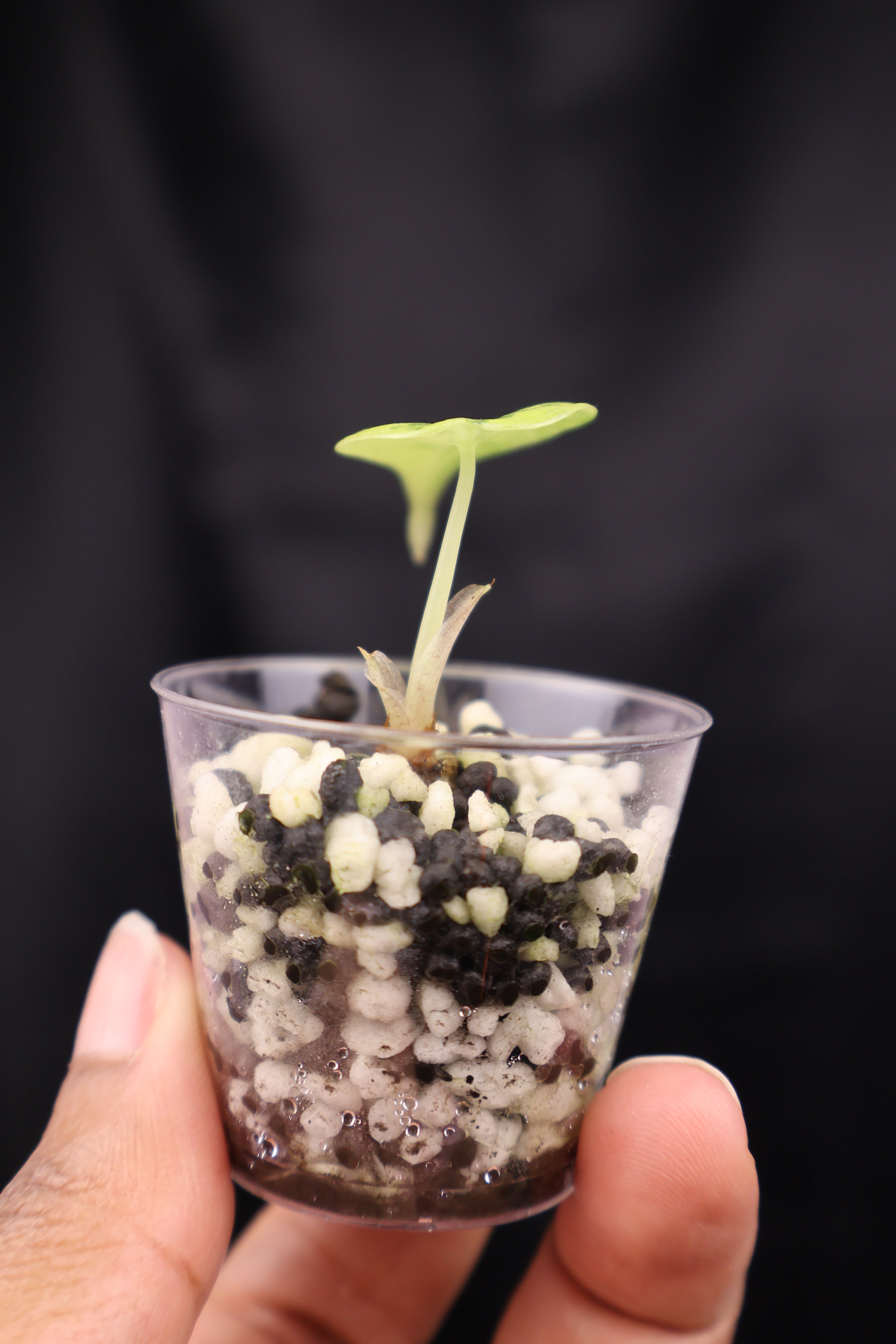 Alocasia Maharani gold (m02-A) – Growing Lovely