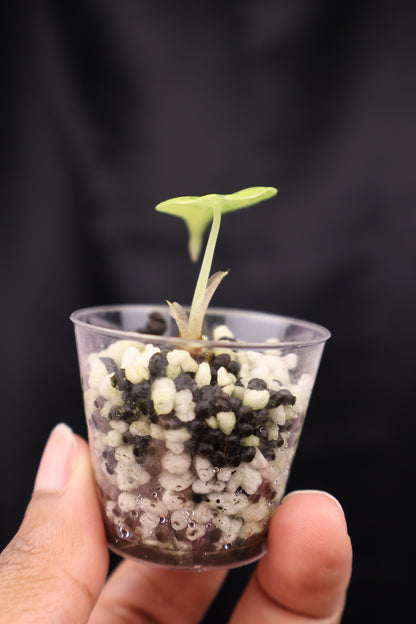 Alocasia Maharani gold (m02-A)