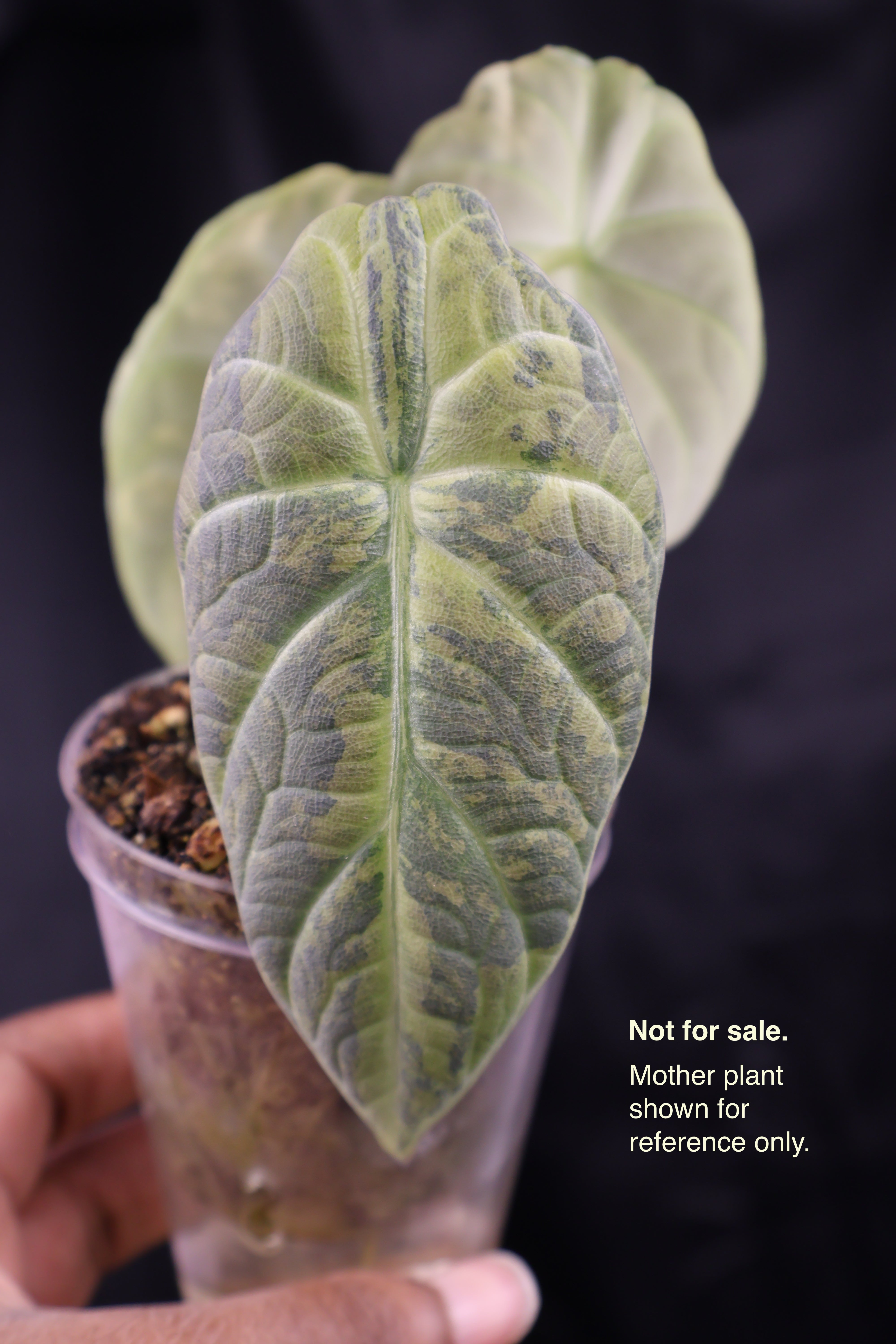 Alocasia Maharani gold (m02-A) – Growing Lovely