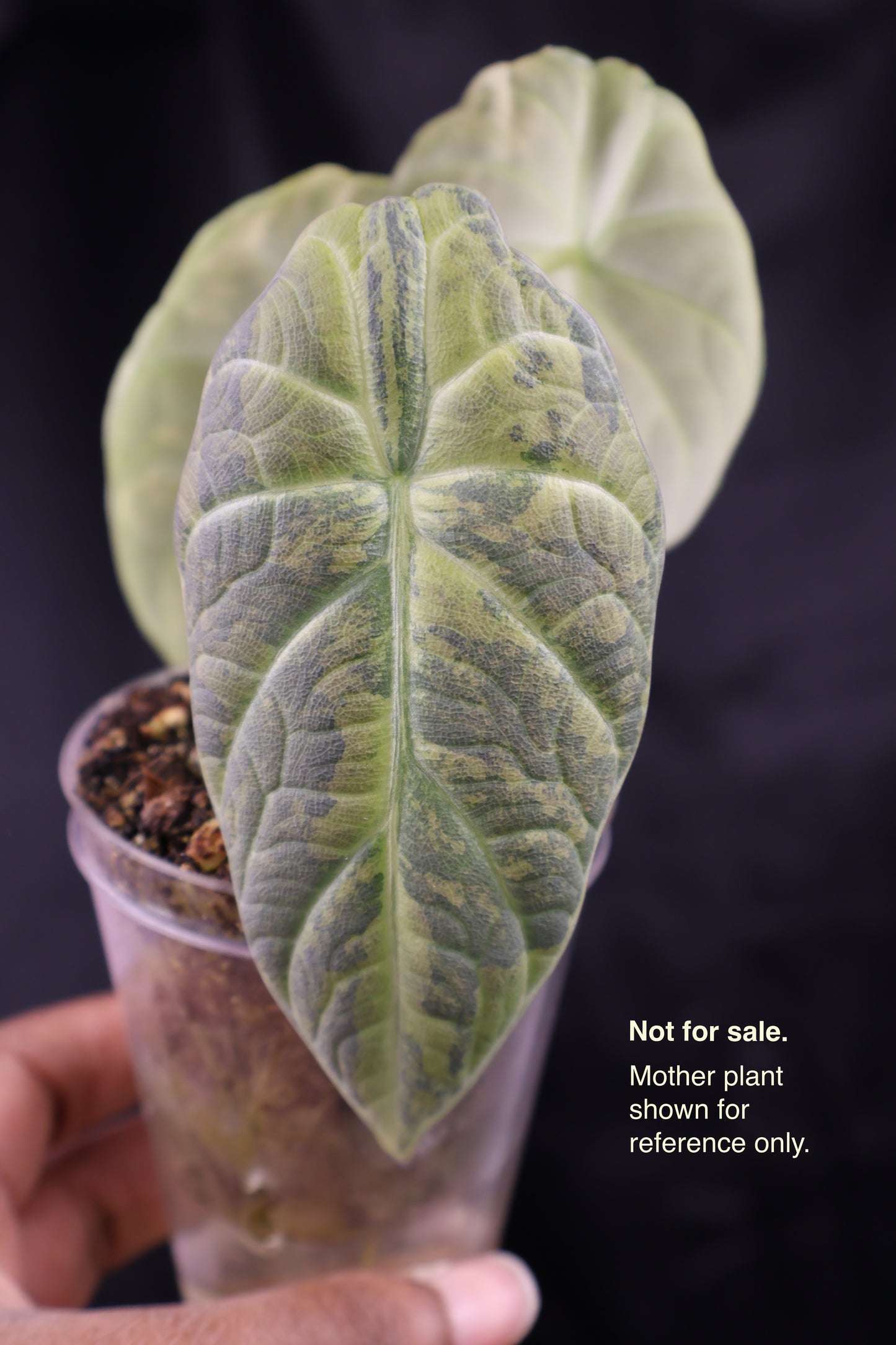 Alocasia Maharani gold (m02-A)