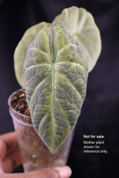 Alocasia Maharani gold (m02-A)