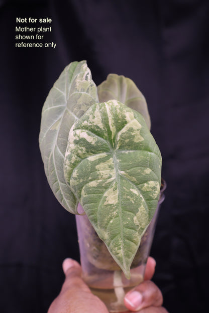 Alocasia Maharani gold (m02-A)