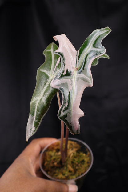Alocasia sanderiana 'Nobilis' pink K (m02-A)