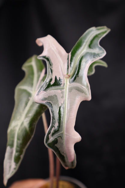 Alocasia sanderiana 'Nobilis' pink K (m02-A)