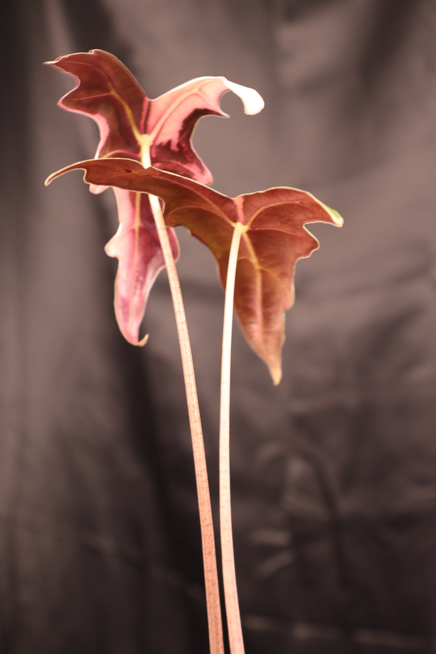 Alocasia sanderiana 'Nobilis' pink K (m02-A)