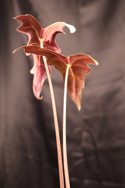 Alocasia sanderiana 'Nobilis' pink K (m02-A)