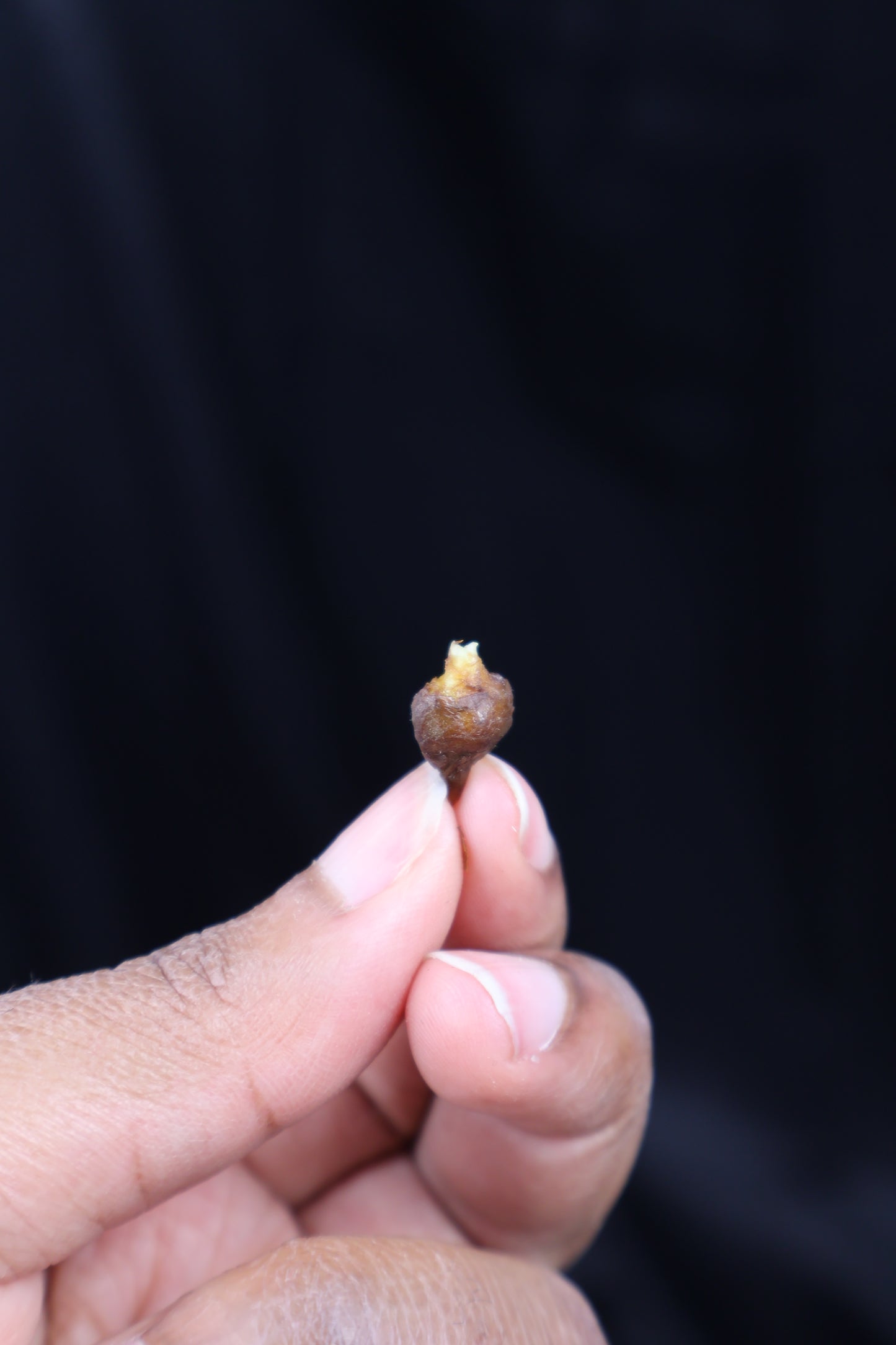 Alocasia venusta aurea variegated *CORM* (m02-B)