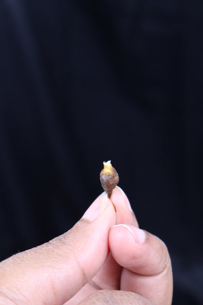 Alocasia venusta aurea variegated *CORM* (m02-B)