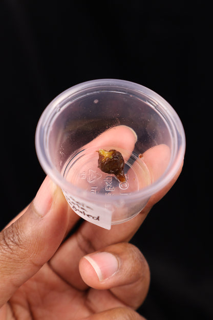 Alocasia venusta aurea variegated *CORM* (m02-B)