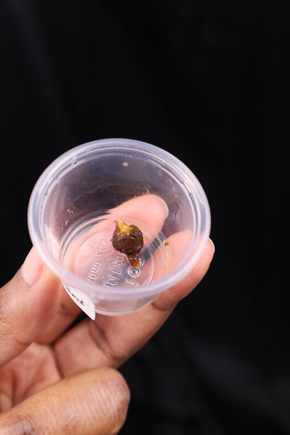 Alocasia venusta aurea variegated *CORM* (m02-B)