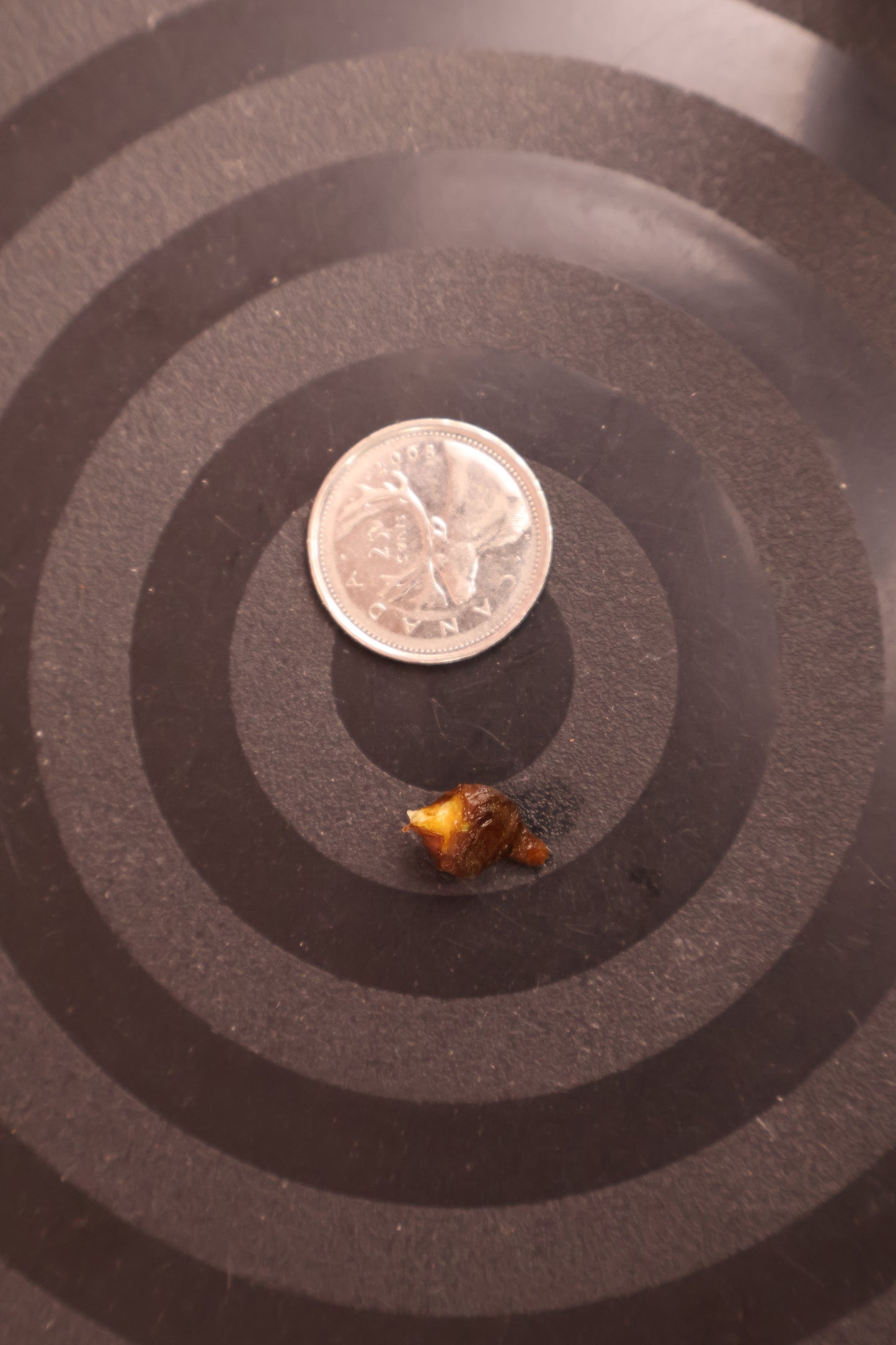 Alocasia venusta aurea variegated *CORM* (m02-B)