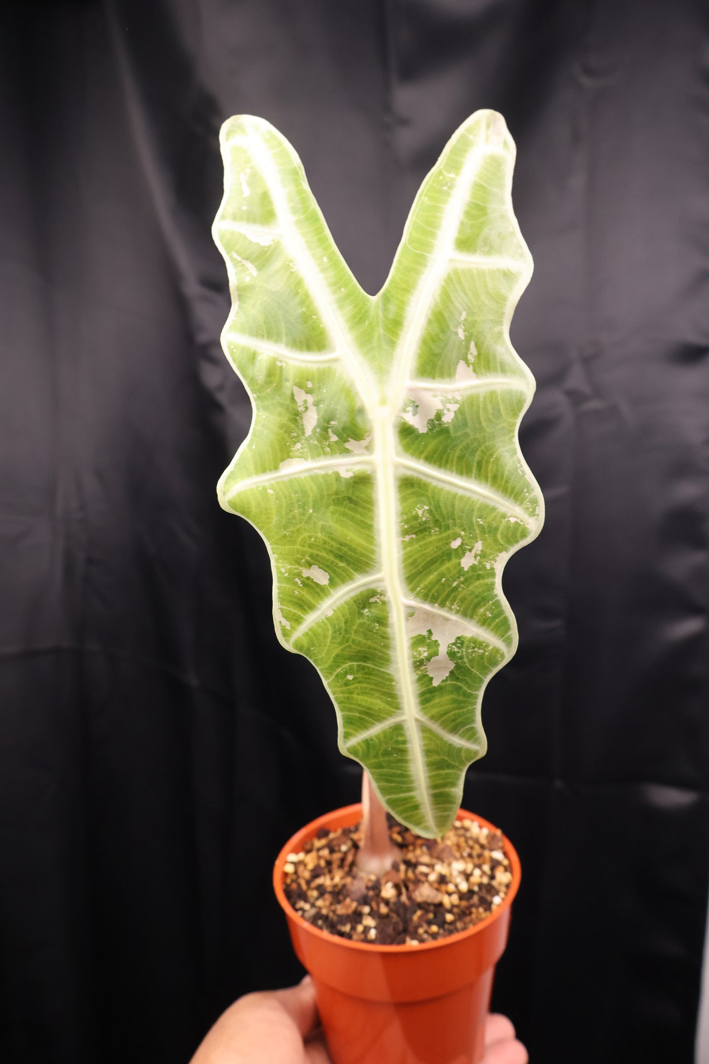 Alocasia sanderiana 'Bull' pink (m02-A)