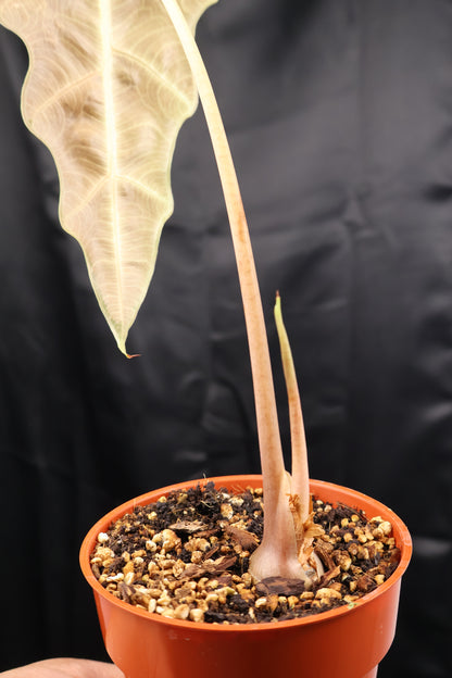 Alocasia sanderiana 'Bull' pink (m02-A)