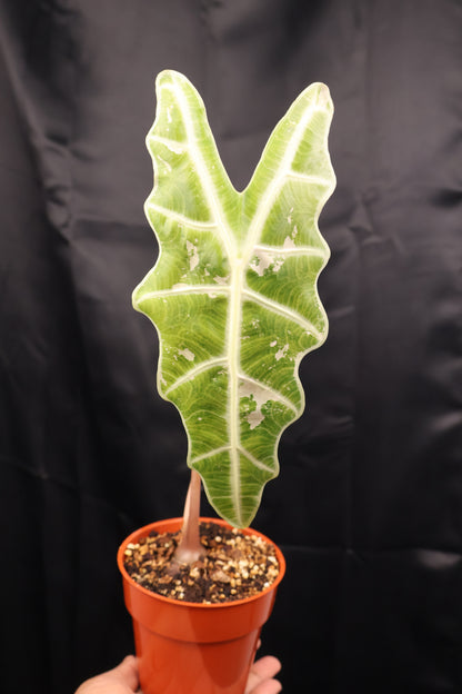 Alocasia sanderiana 'Bull' pink (m02-A)