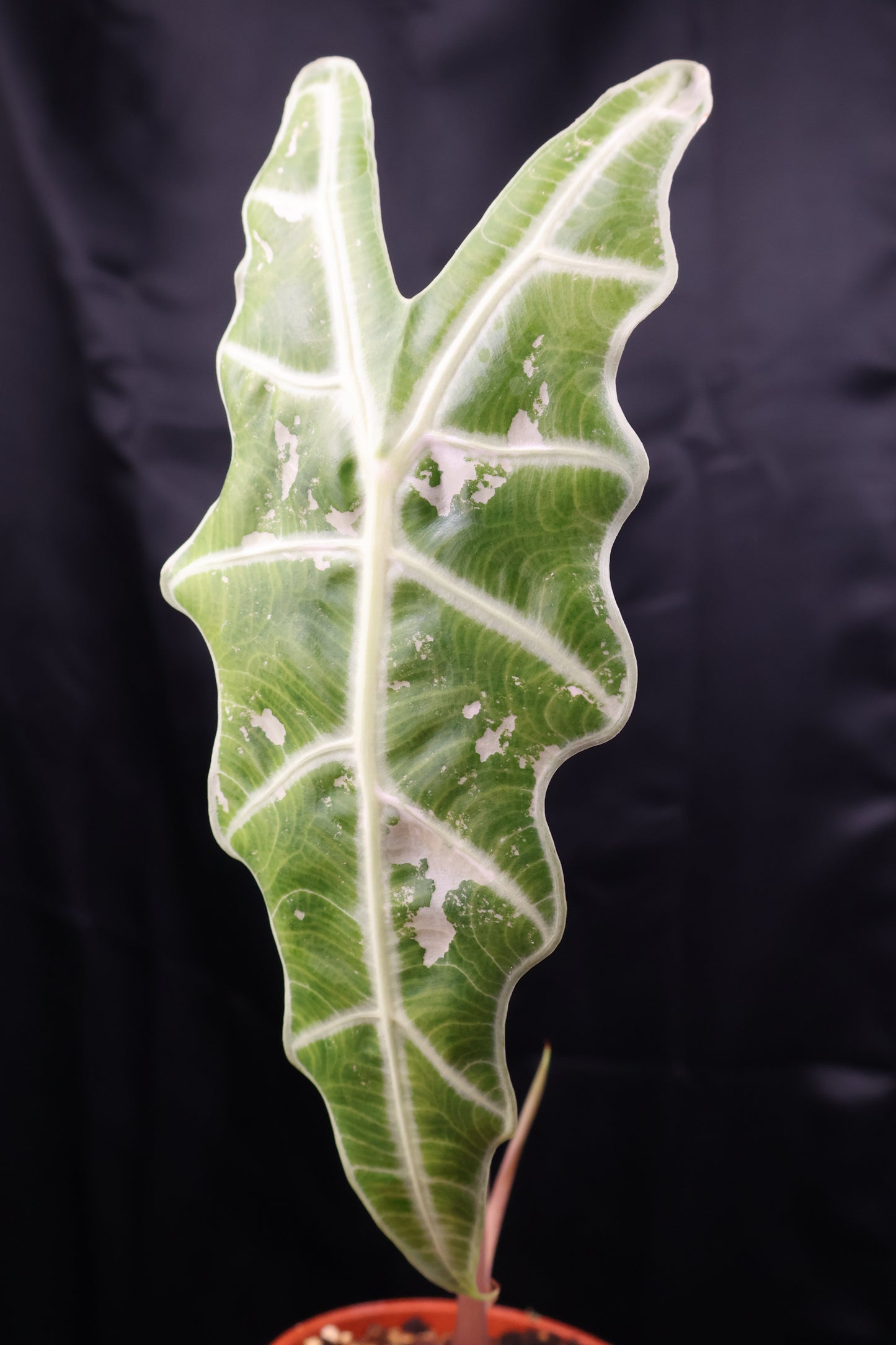 Alocasia sanderiana 'Bull' pink (m02-A)