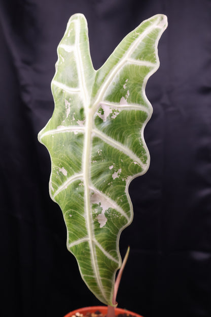 Alocasia sanderiana 'Bull' pink (m02-A)