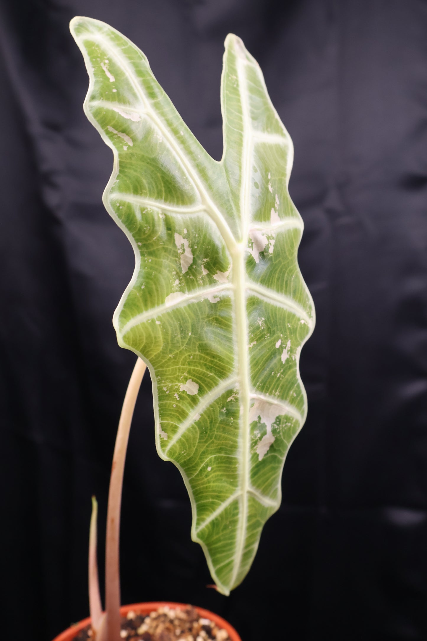 Alocasia sanderiana 'Bull' pink (m02-A)