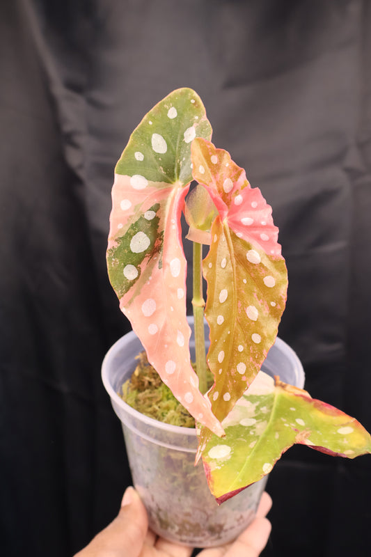 Begonia maculata pink variegated (m02-C)