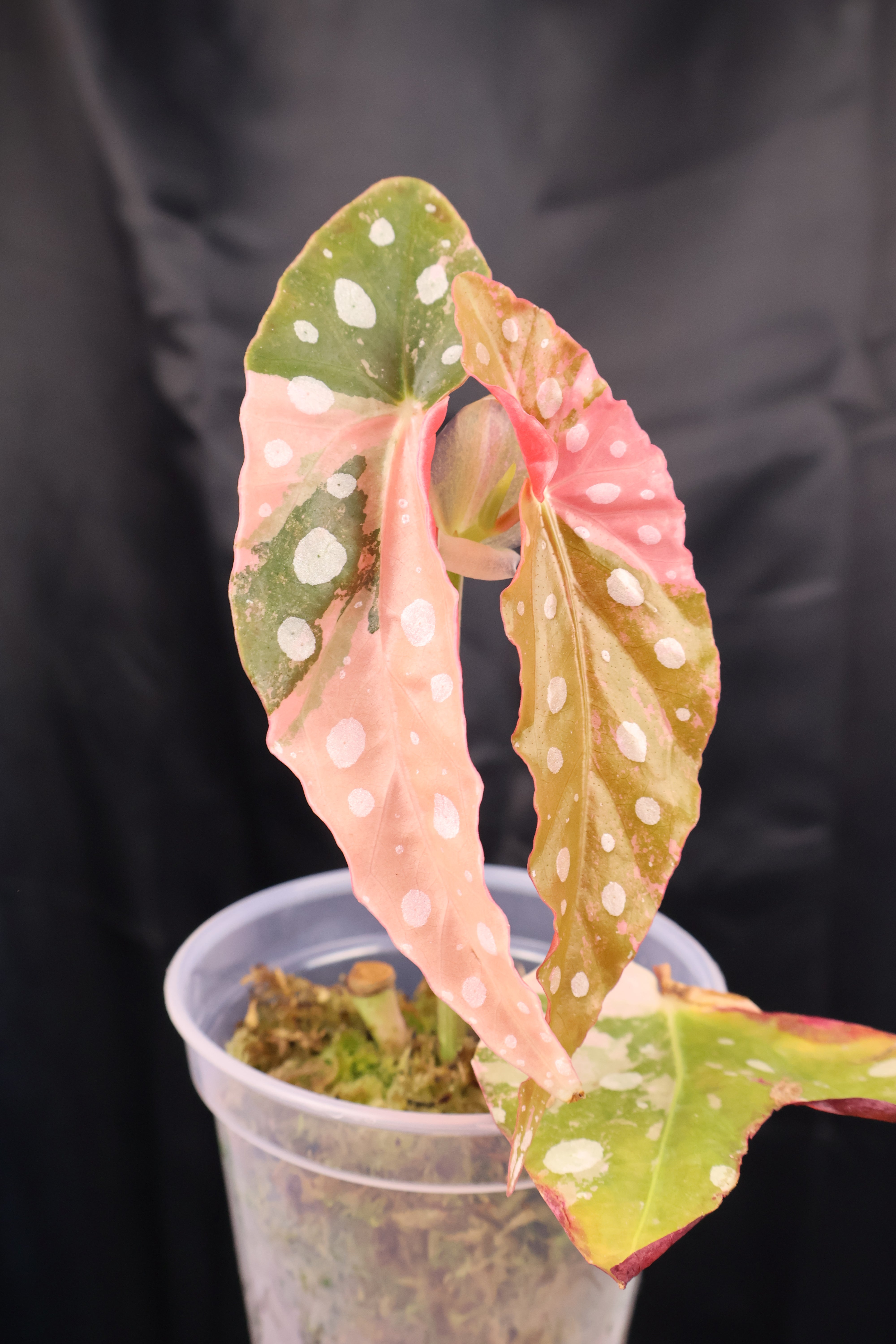 Begonia maculata pink variegated (m02-C) – Growing Lovely