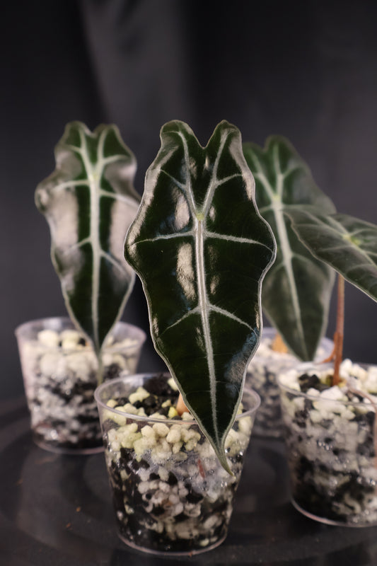 Alocasia sanderiana 'Bull' *Grower's Choice*