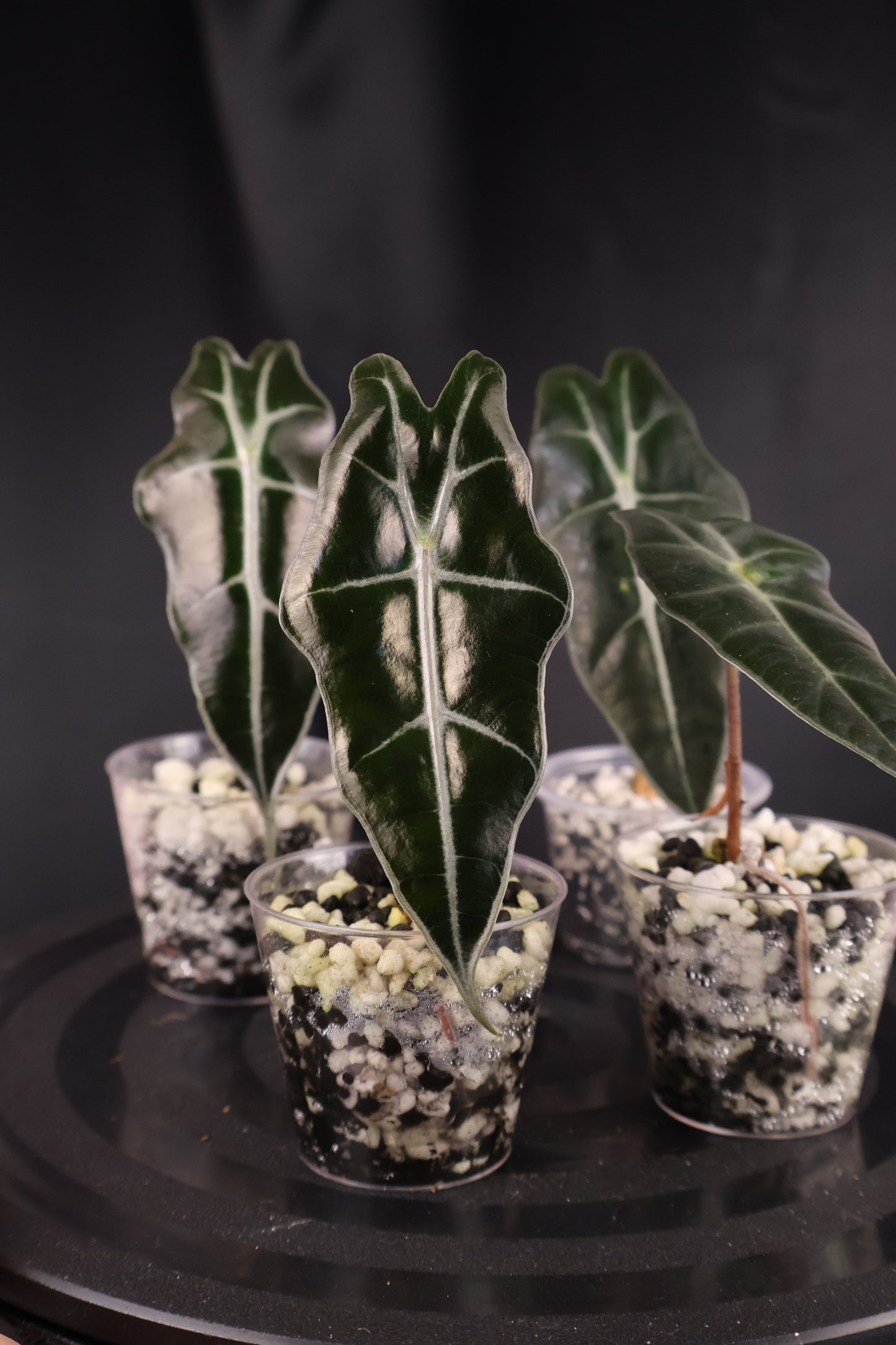Alocasia sanderiana 'Bull' *Grower's Choice*