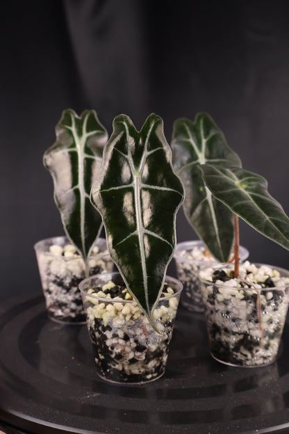 Alocasia sanderiana 'Bull' *Grower's Choice*