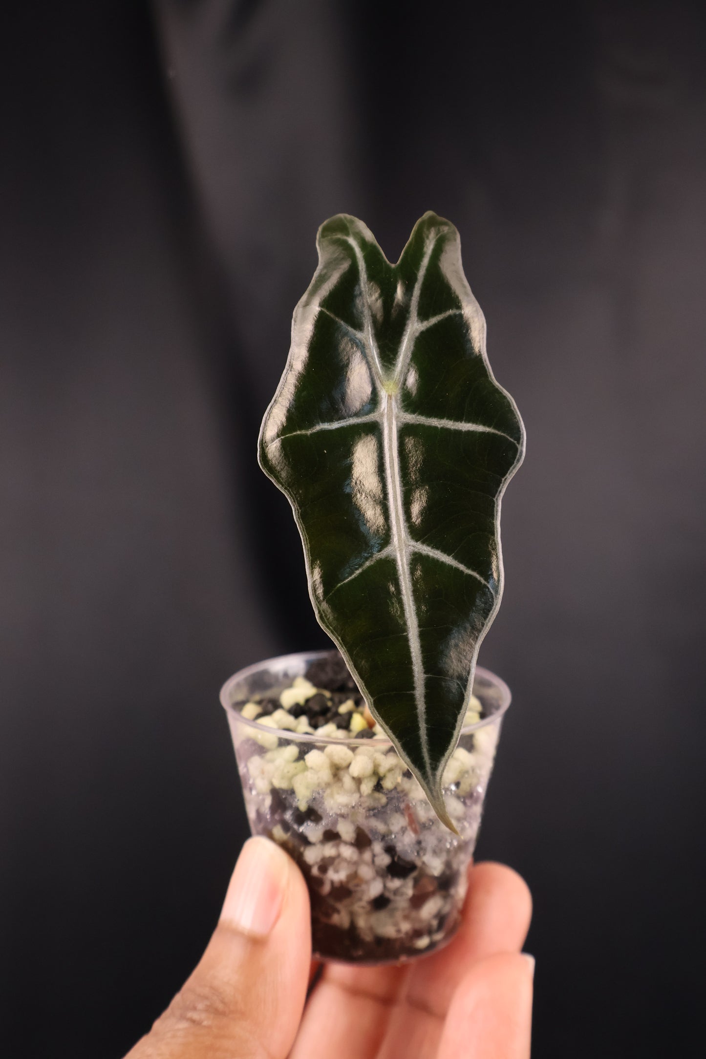 Alocasia sanderiana 'Bull' *Grower's Choice*
