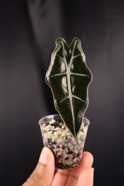 Alocasia sanderiana 'Bull' *Grower's Choice*