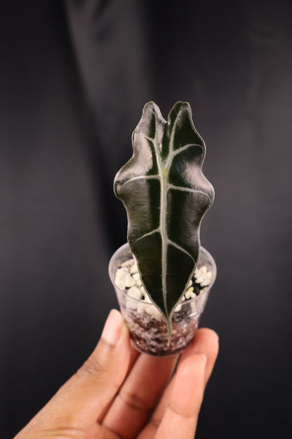 Alocasia sanderiana 'Bull' *Grower's Choice*