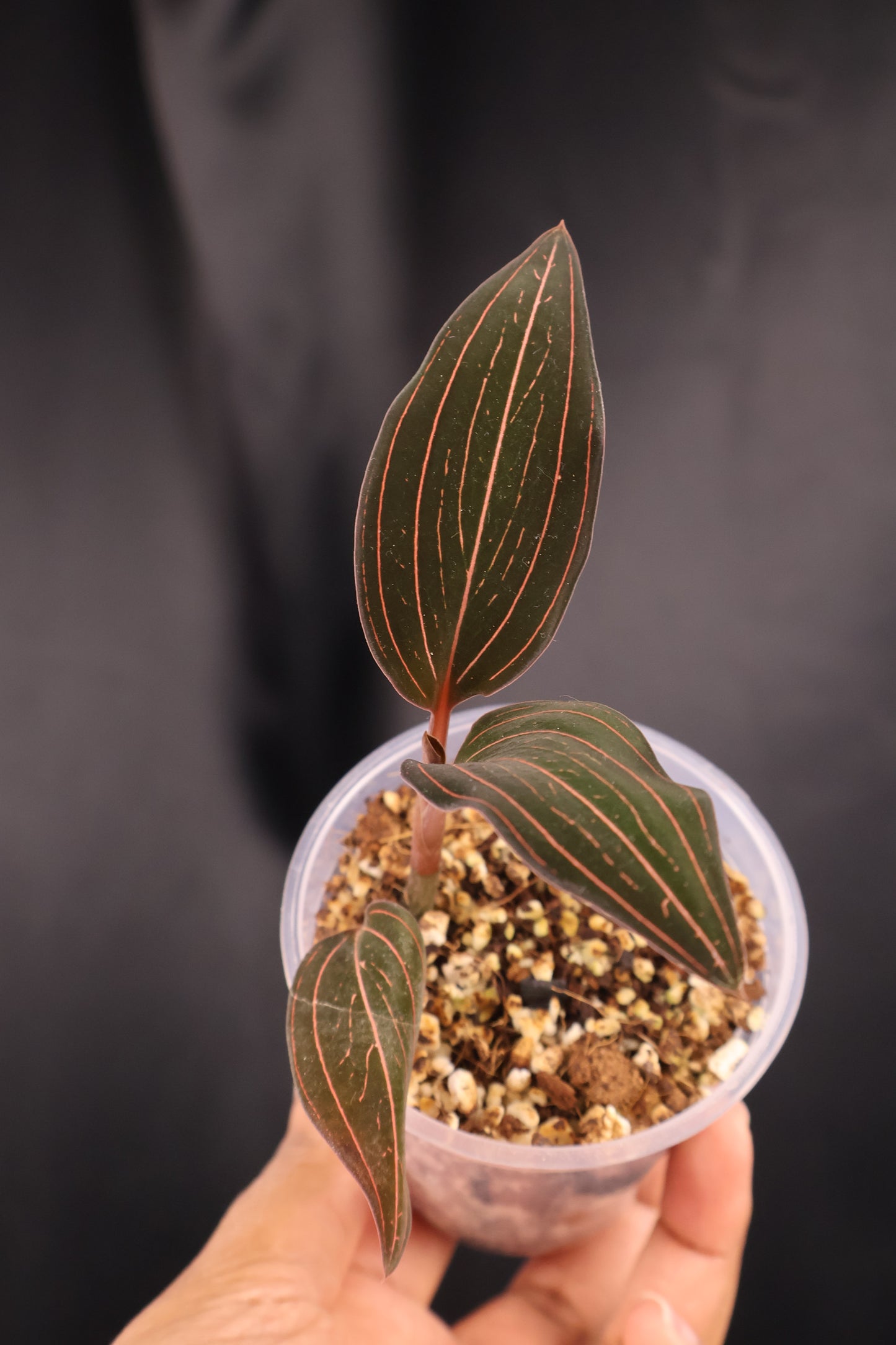 Ludisia discolor *Grower's Choice*