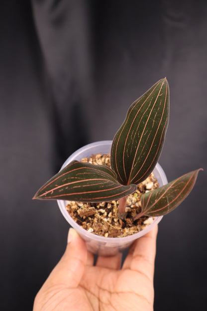 Ludisia discolor *Grower's Choice*