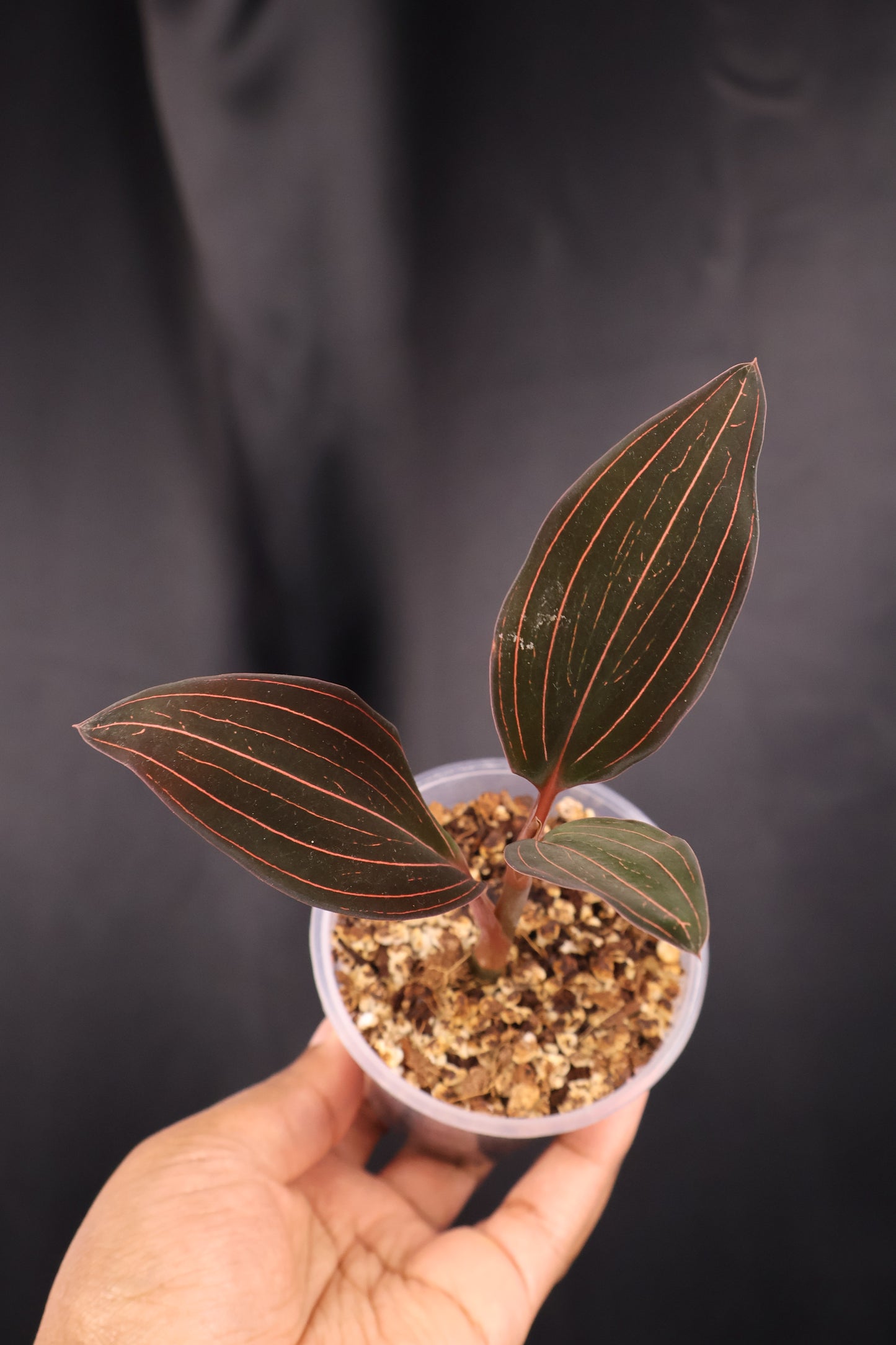 Ludisia discolor *Grower's Choice*