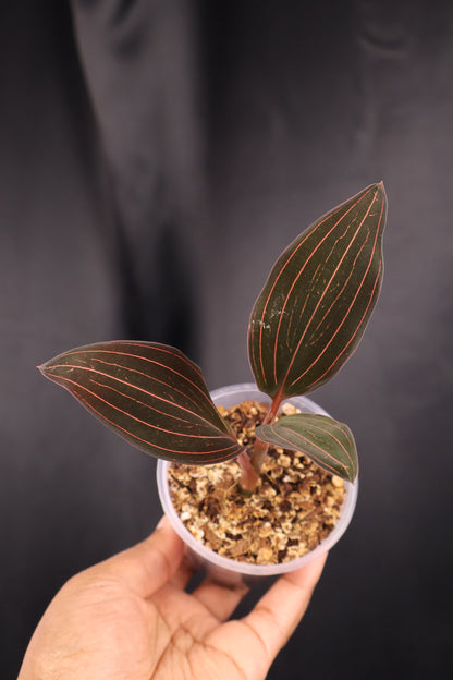 Ludisia discolor *Grower's Choice*