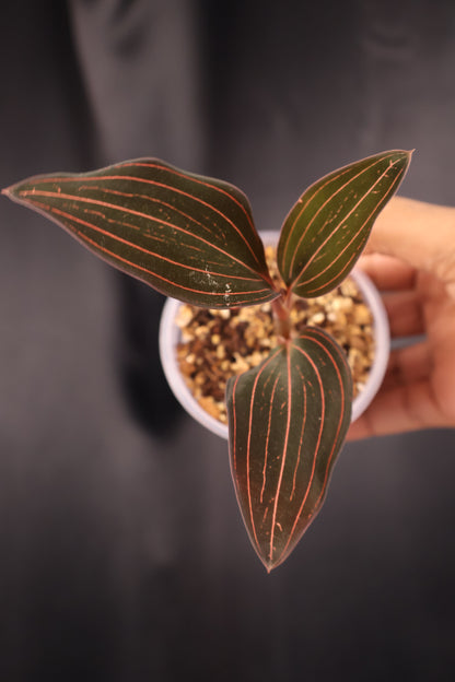 Ludisia discolor *Grower's Choice*