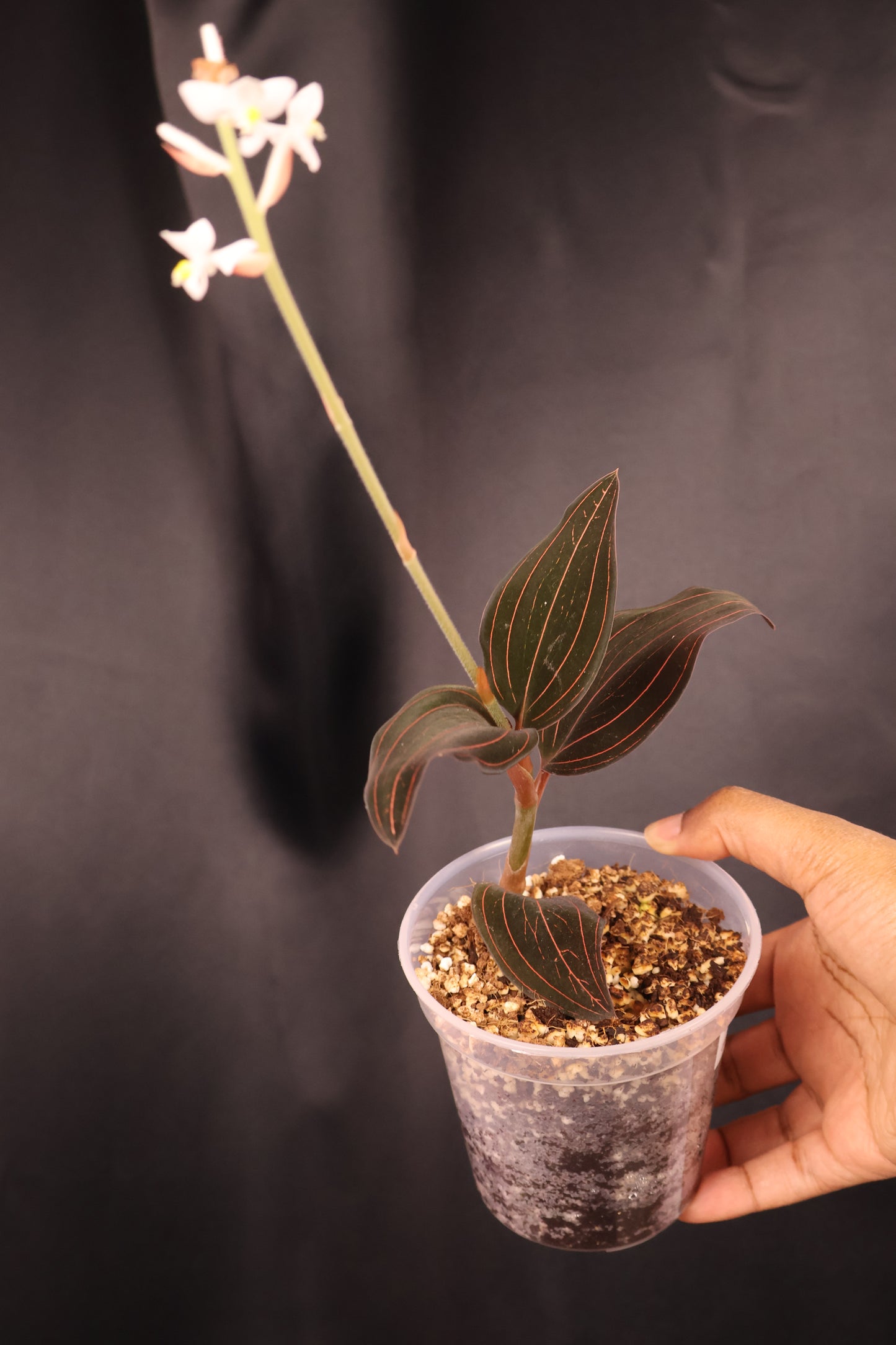 Ludisia discolor *Grower's Choice*