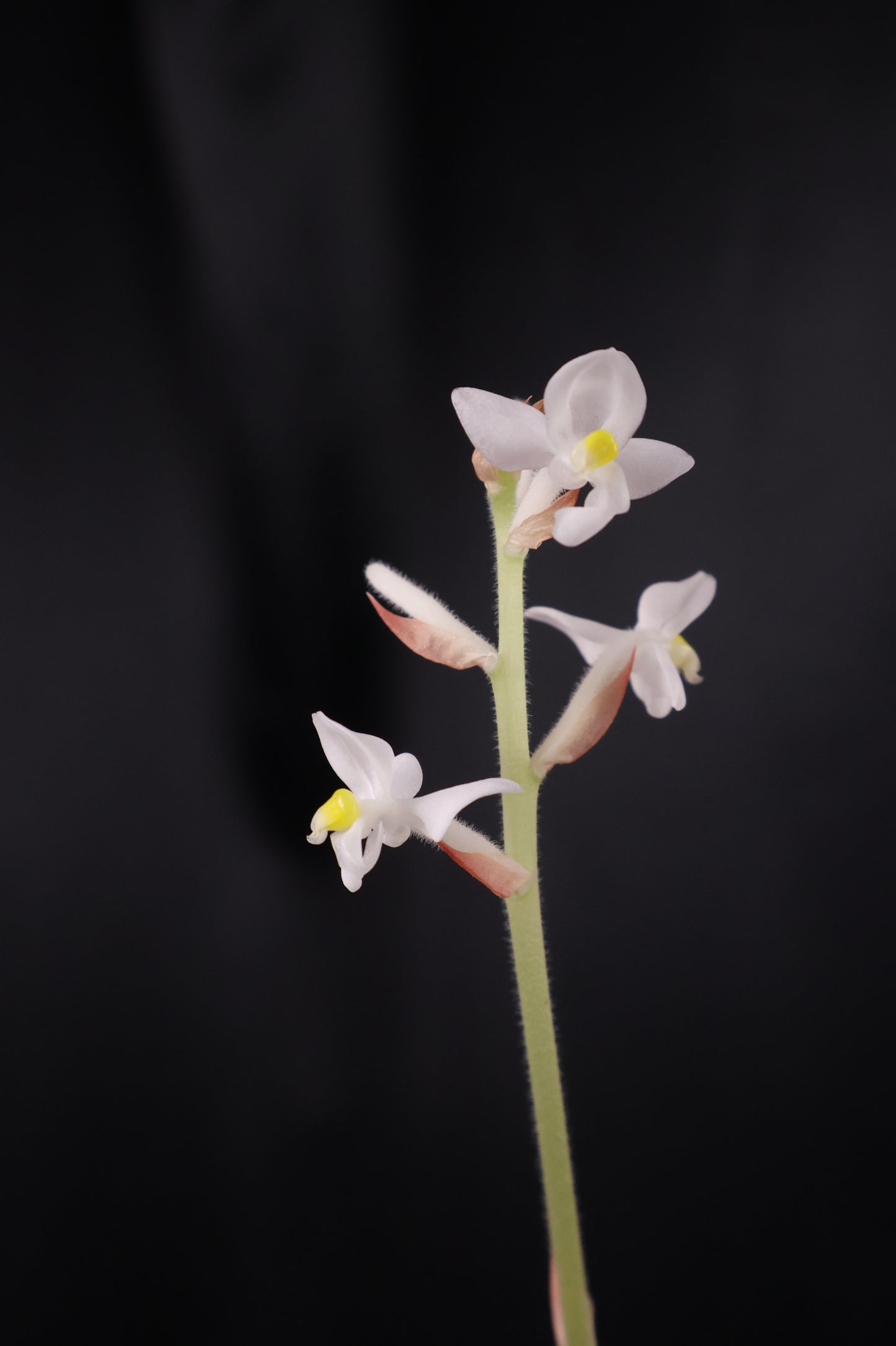 Ludisia discolor *Grower's Choice*