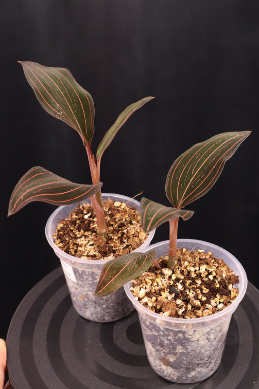 Ludisia discolor *Grower's Choice*