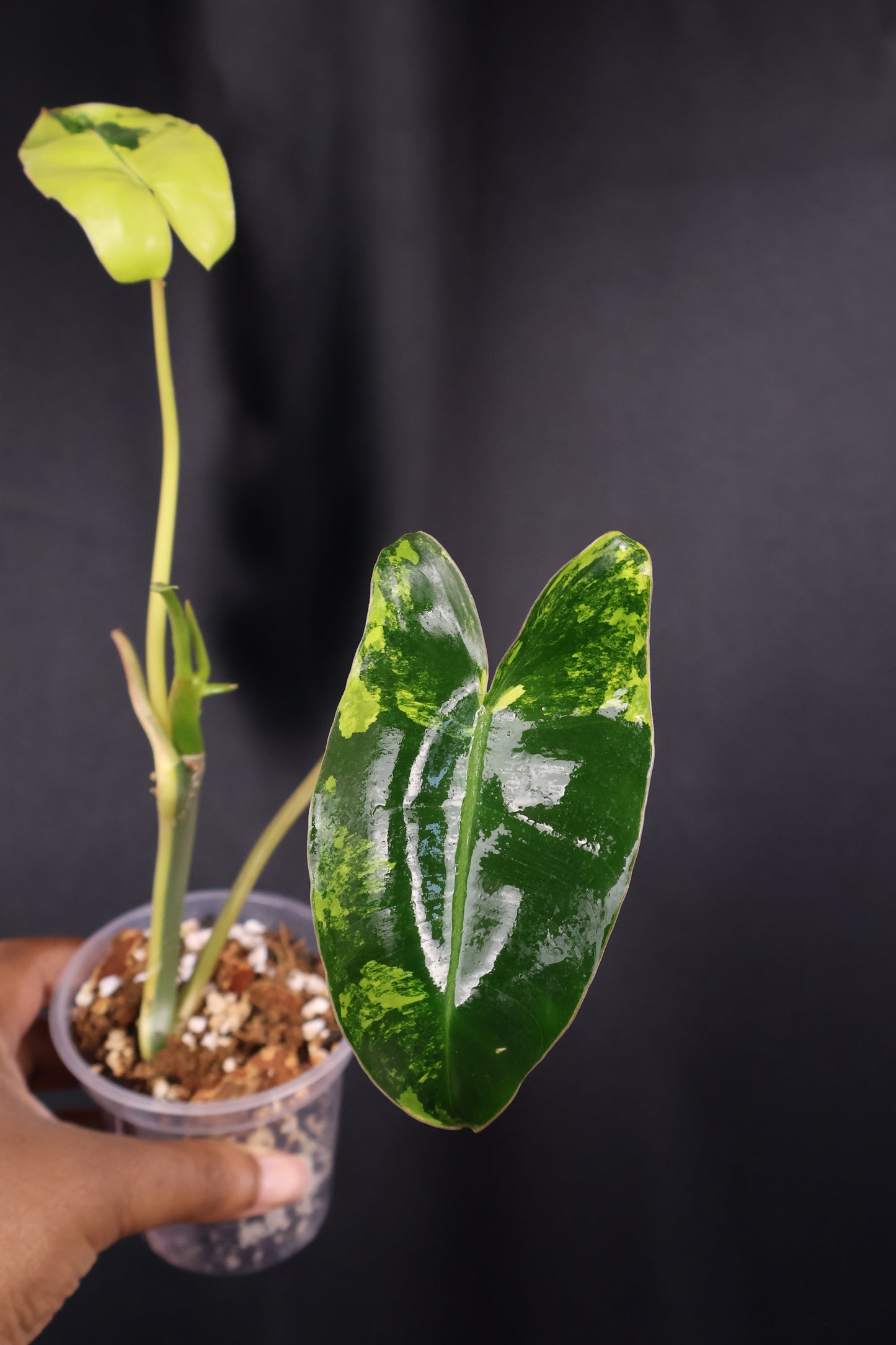 Philodendron Burle Marx variegated *Grower's Choice*