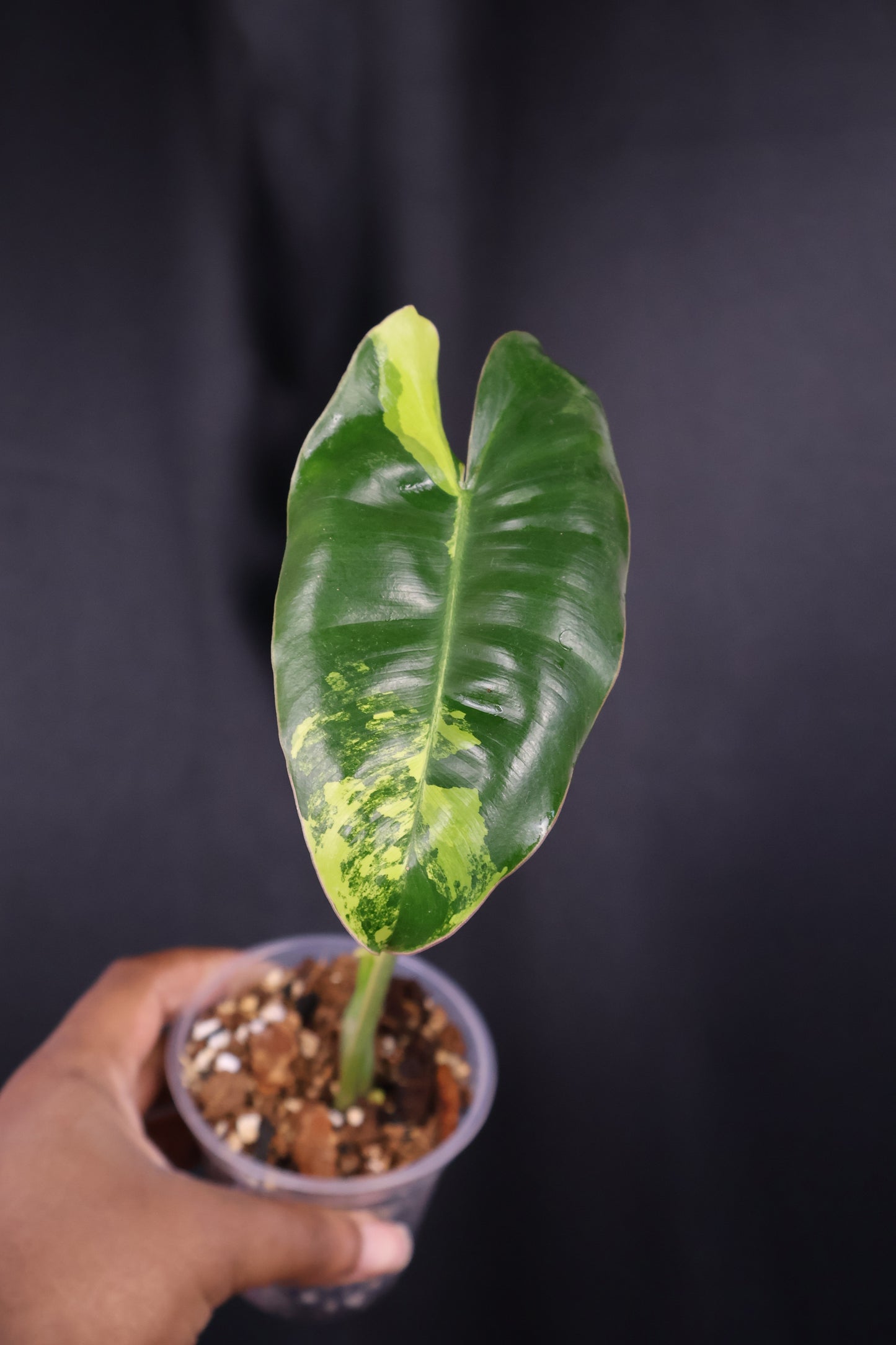 Philodendron Burle Marx variegated *Grower's Choice*