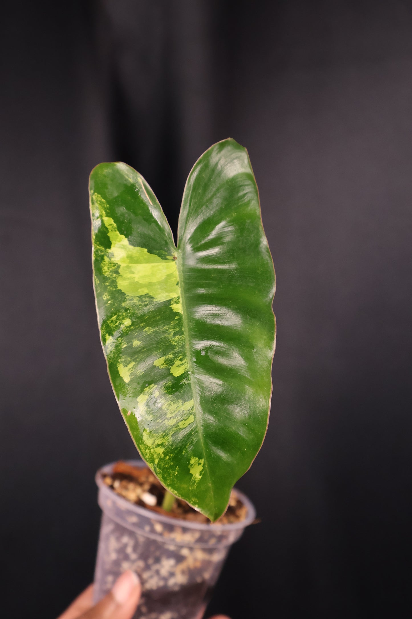 Philodendron Burle Marx variegated *Grower's Choice*