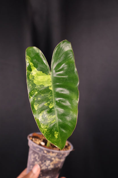 Philodendron Burle Marx variegated *Grower's Choice*