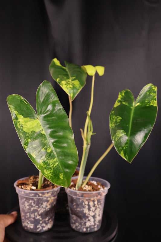 Philodendron Burle Marx variegated *Grower's Choice*